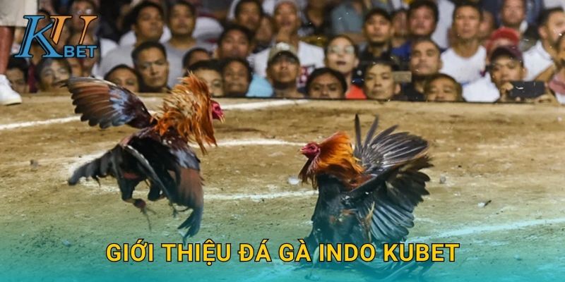 Đá gà Indo Kubet và những trận đấu kịch tính Kubet 2 Giới thiệu đá gà Indo Kubet
