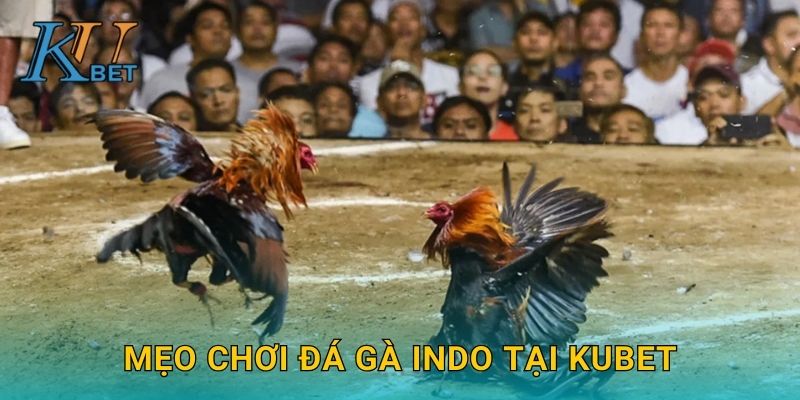 Đá gà Indo Kubet và những trận đấu kịch tính Kubet 3 Mẹo chơi đá gà Indo tại Kubet