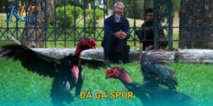 Đá gà Spur Kubet và nghệ thuật chiến đấu gà cựa sắt Kubet