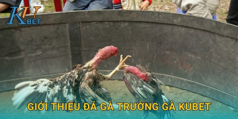 Đá gà trường gà Kubet và không khí náo nhiệt tại Kubet 2 Giới thiệu đá gà trường gà Kubet