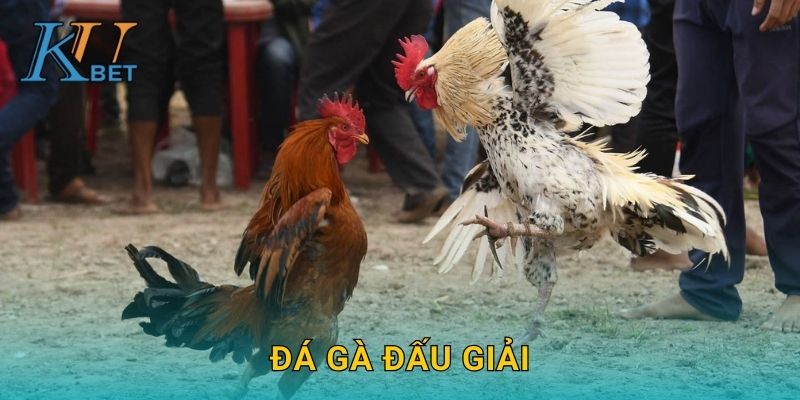 Đá gà đấu giải Kubet và sự cạnh tranh khốc liệt Kubet 1 Đá gà đấu giải Kubet và sự cạnh tranh khốc liệt Kubet