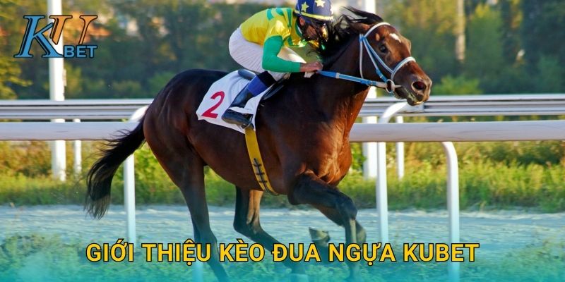 Kèo đua ngựa Kubet và cách dự đoán chính xác Kubet 2 Giới thiệu kèo đua ngựa Kubet