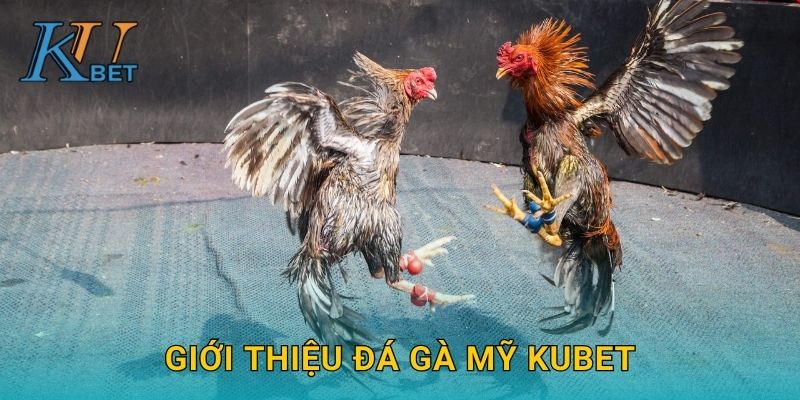 Đá gà Mỹ Kubet và trải nghiệm hấp dẫn tại Kubet 2 Giới thiệu đá gà Mỹ Kubet